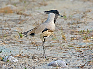 River lapwing