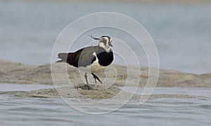 A river lapwing in water