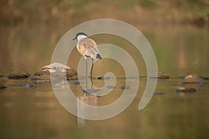 River Lapwing Standing in the Water