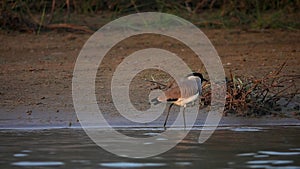 River Lapwing Vanellus duvaucelii Bird in Nature