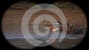 River lapwing vanellus duvaucelii bird seen through binoculars. Bird watching at wildlife safari
