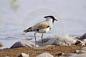 River lapwing, Vanellus duvaucelii, Chambal river, Rajasthan, India