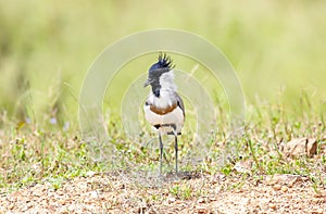 River Lapwing Vanellus duvaucelii