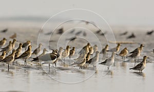 A river lapwing in water