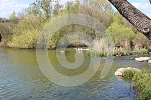 River with large granite stones. Steppe. Nature