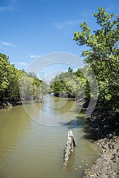 River in the mangrove at Can Gio`s Monkey Island, south Vietnam