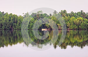 River mangrove, Sri Lanka