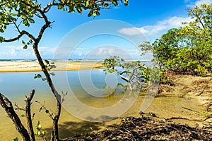 River and mangrove vegetation on the beach sand