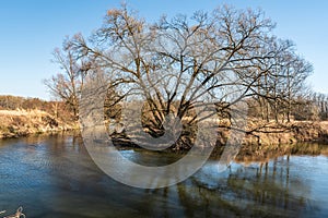 River meander with huge trees on riverbank during early springtime - Odra river in CHKO Poodri in Czech republic photo