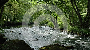 A river in the middle of a french forest