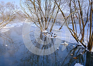 River in the morning in winter, tree trunks sticking out of the water and ducks on the shore