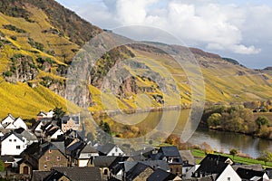 River Mosel Vineyards