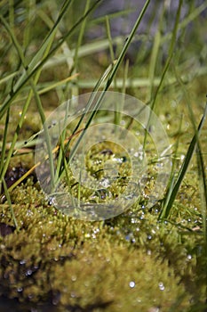 River moss is capturing the water drops dew and catching the fir