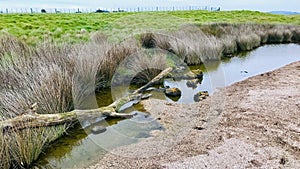 River, mossy rocks, dead tree, dead marsh grasses, water with reflection.