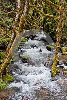 River through mossy woods