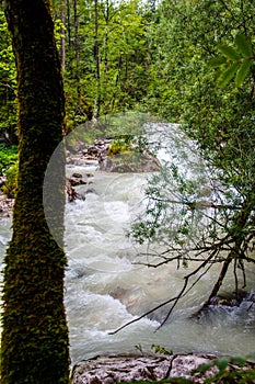 River in the mountain forest