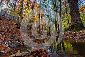 River moving in a golden forest in the fall