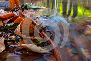 River moving in a golden forest in the fall