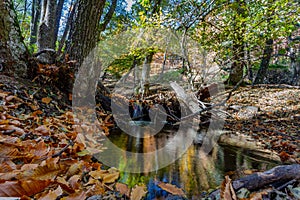 River moving in a golden forest in the fall