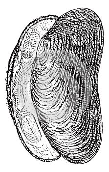 River Mussel or Unio sp., vintage engraving