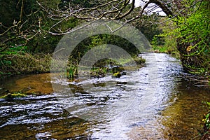 River Nar running through the woods.