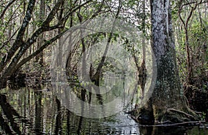 River Narrows Canoe Trail, Okefenokee Swamp National Wildlife Refuge