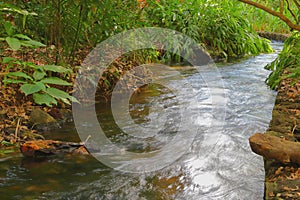 River in the National park barranca del cupatitzio, uruapan michoacan I