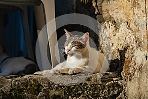 Cat in O Incio, Spain photo