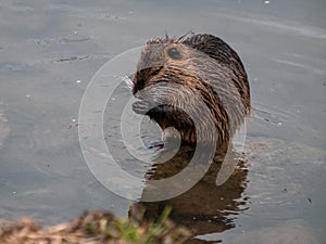 A river nutria cleans itself at the river bank
