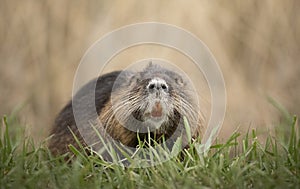 The river nutria is a larger rodent from the nutria family. River nutria sitting shyly by the river.
