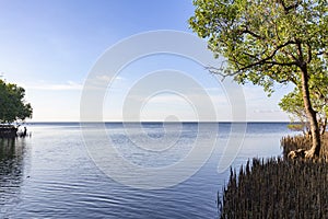 River, Ocean and Mangrove Forest