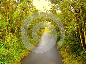 River Opava flowing between tree branches at summer evening