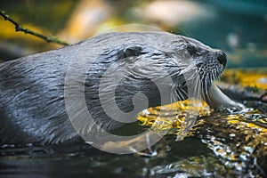 River Otter