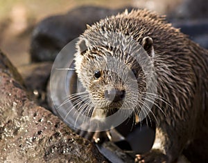 River otter