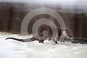 River otter on the river bank near the water in winter. The otter is a mustelid family. Lutra vulgaris. Snow is flying. Brown photo