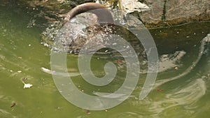 River otter bathes in water and basks in the sun