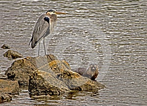 A River Otter and a Big Blue Heron feud over a fish.