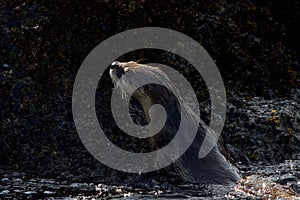 River otter climbs out of sea onto seaweed covered rocks along shore