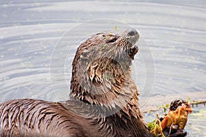 River Otter Eating Fish