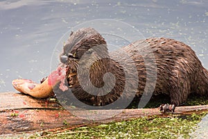 River Otter Feeding on Trout, Yellowstone