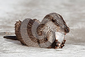 A river otter on the ice eats a caught fish. The otter is a mustelid family. Lutra vulgaris. Happy hunting photo