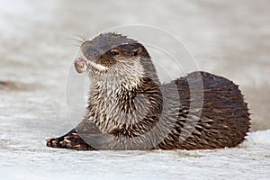 A river otter on the ice eats up the fish it has caught. The otter is a mustelid family. Lutra vulgaris. Happy hunting photo