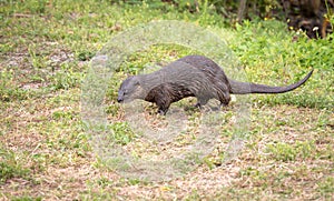 A river otter on land in a nature preserve in Florida.