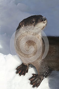 River Otter (Lontra canadensis) photo