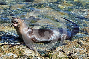 River Otter, Lontra canadensis, Eating a Fish on Barnacle Rocks, Ford Rodd Hill, Vancouver Island, British Columbia, Canada