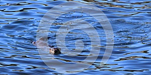 River Otter, Lontra canadensis, Swimming off the Coast of Southern Vancouver Island, British Columbia photo