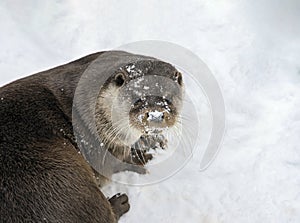 River otter looks up after swimming in the snow