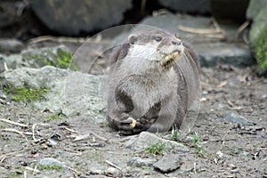 river otter, Lutra lutra