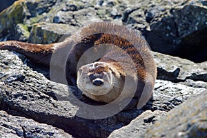 River otter lying on rocks of shore showing its reddish brown fur