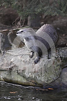 River otter near bank